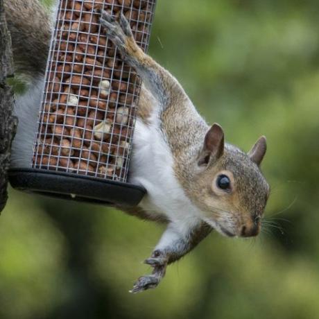 Siva vjeverica uhvatila je kako krade ptičje orahe