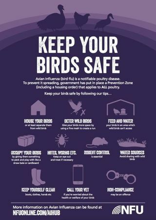 savjeti za ptičju gripu