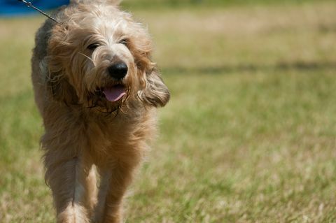 otterhound u izložbenom ringu