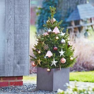 Svježe božićno drvce - Norveška smreka 60-80 cm u saksiji - Wills Patuljak + ZA TRENUTNU DOSTAVU