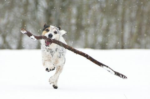 Jack Russell koji trči štapom u snijegu