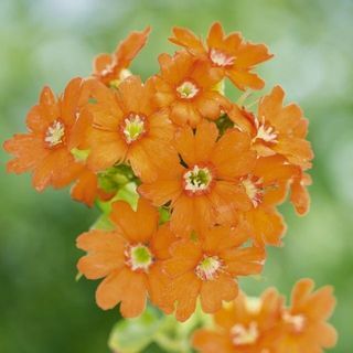 narančasti cvijet