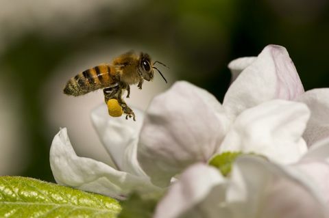 Zašto je pčelarstvo novi zdravstveni trend od kojeg bismo svi mogli imati koristi