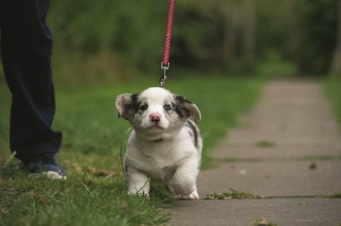 štene pas voditi šetnju