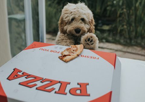 štene cockapoo pješčane boje s puno nade uočilo je ostatke pizze na vrhu kutije pizze za ponijeti, vidi svoju priliku i iskoristi priliku da zgrabi pizzu i pobjegne