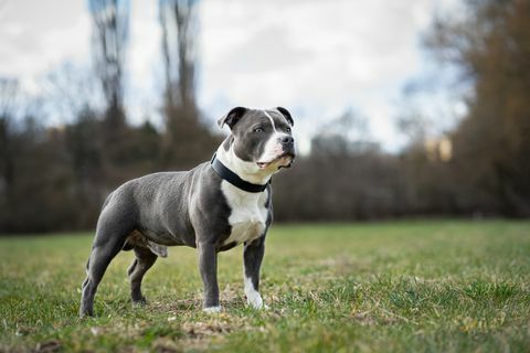 portret stafordskog bull terijera koji stoji na polju, Češka republika