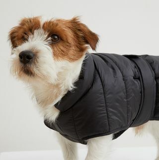 Prošivena jakna za pse