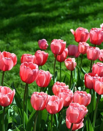 ružičasti tulipani