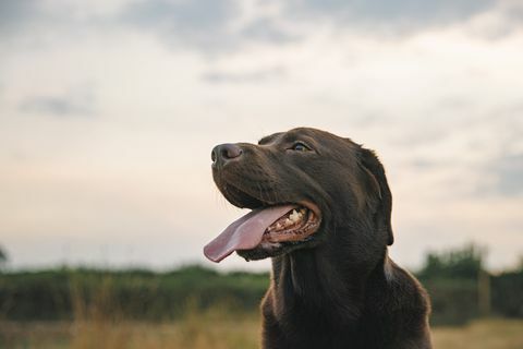 profilni snimak sretnog čokoladnog labradora na zalasku sunca