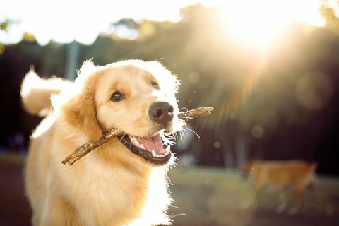 slatki sretni pas koji se igra štapom