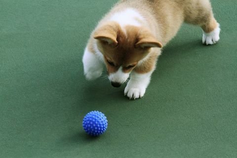corgi štene i plava lopta