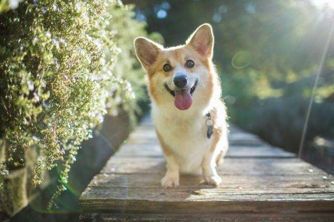 Corgi pas s pozadinskim osvjetljenjem sretan na otvorenom