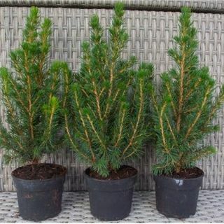 Mini božićna drvca - Picea - Idealna za dekoraciju stola