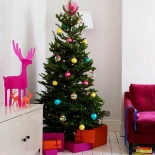 Božićno drvce Nordmann jele - svježe rezano luksuzno drvce bez ispuštanja (približno 6 stopa) + isporučeno 7. prosinca - 12. prosinca +