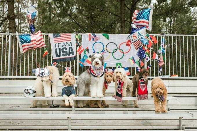taj doodle squad dogs olimpijsko fotografiranje