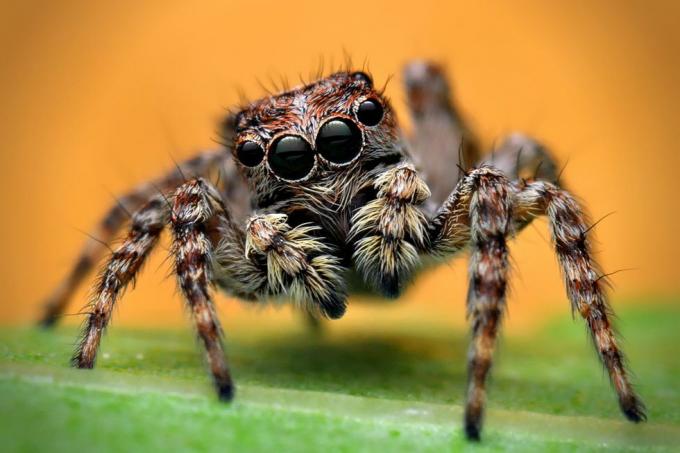 uk spiders – pauk skakač