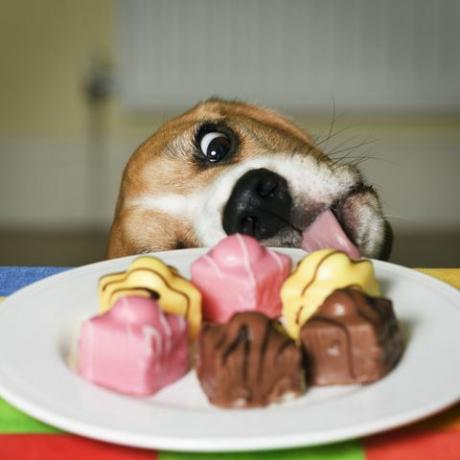 Pas pokušava lizati tanjur francuskih maštovitih kolača