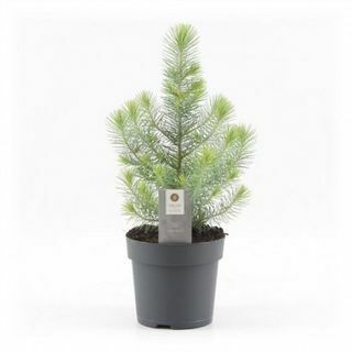Mini božićno drvce - Silver Crest Pine