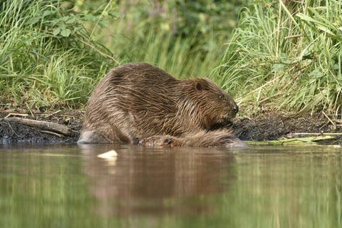 Europski dabar (Castor fiber) s mladom životinjom u vodi, u blizini Grimma, Saska, Njemačka