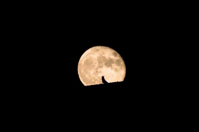 silueta psa vuka koji gleda izlazak punog mjeseca, pun mjesec i silueta, fotografija kućnih ljubimaca, noć vještica