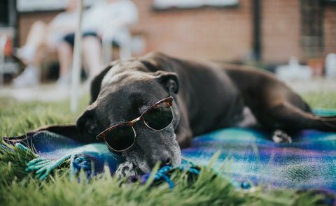 stariji pas, leži na prostirci, na travi, nosi sunčane naočale