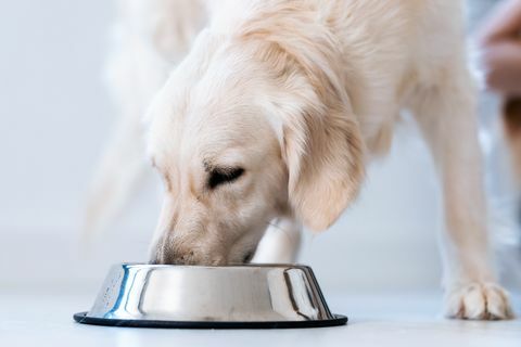 pas jede hranu iz zdjelice