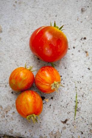 Zatvorite svježe rajčice na betonu