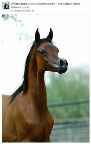 Arapski pedigrejski konj