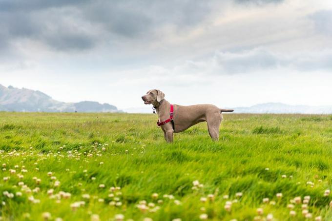 pogled sa strane na Weimaranera koji hoda po travnatom polju naspram neba, Oakland, Kalifornija, Sjedinjene Države, SAD