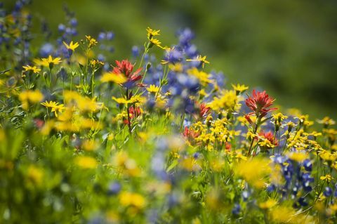 Gdje možete odabrati divlje cvijeće ovog proljeća?