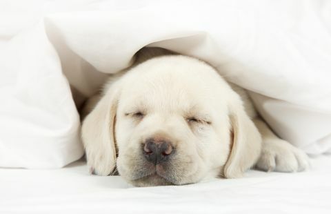 Labrador štene spava u krevetu