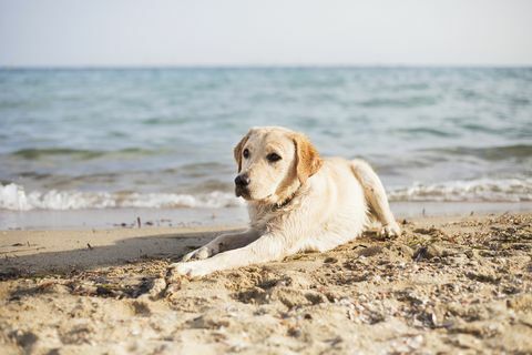Pas leži na plaži