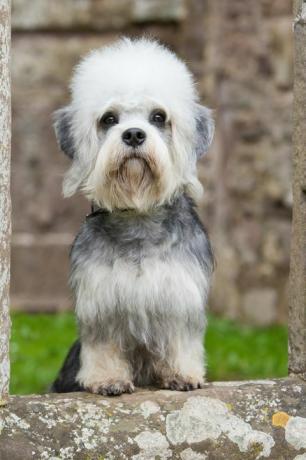 dandie dinmont terijer