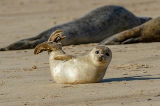 Štenad tuljana na plaži u sklopu kolonije tuljana u Horseyu, Norfolk