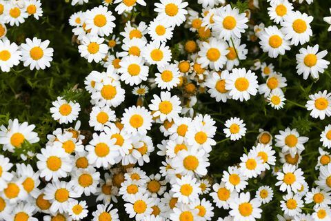 marguerite tratinčica bijeli cvjetovi