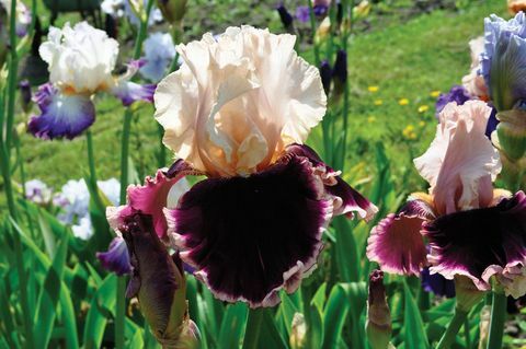 iris cvijet