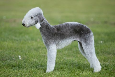 bedlington terijer