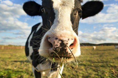 Zatvori krava mlijeka u polju za žvakanje trave