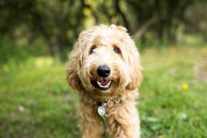 sretan pas labradoodle na otvorenom