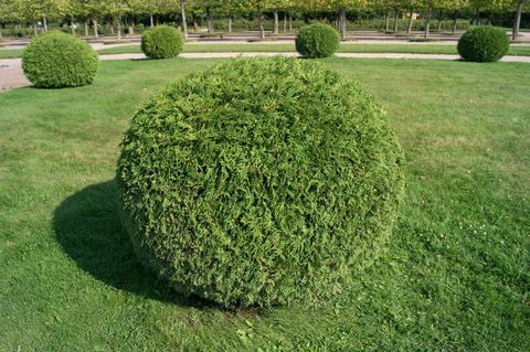 Grm thuja orientalis u obliku vrha s kugličnim topiarima. Zaobljeno zimzeleno ukrasno stablo