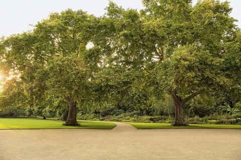 vrtovi buckinghamske palače otkriveni u novoj knjizi