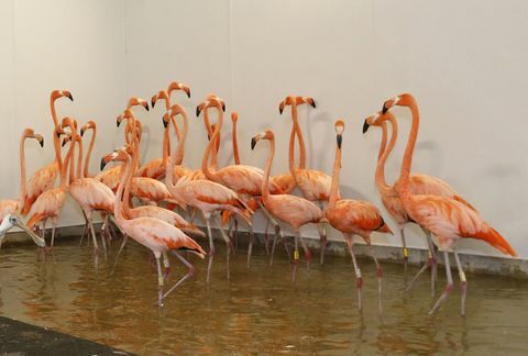 U Zoo Miamiju, flamingosi su premješteni u privremeni prostor, isto kao i gepardi i druge ptice u zoološkom vrtu.