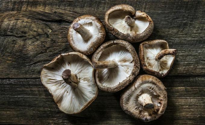 Shiitake mrtva priroda