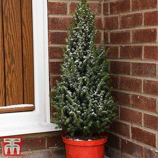 Božićno drvce u saksiji - Picea Perfecta