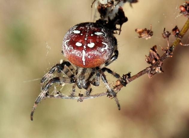 uk spiders – pauk s četiri točke