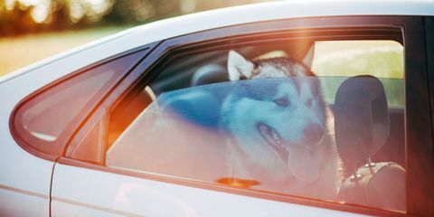 pas u vrućem autu