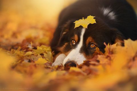 Ovaj fotograf pravi najčudesnije fotografije pasa koji uživaju u jeseni