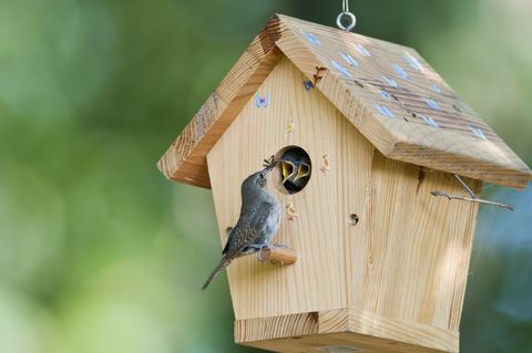 Kućna vilica hrani bube bebama u kućici za ptice