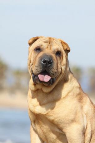 kineski shar-pei