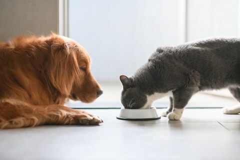 Zlatni retriver i britanske kratkodlake mačke jedu